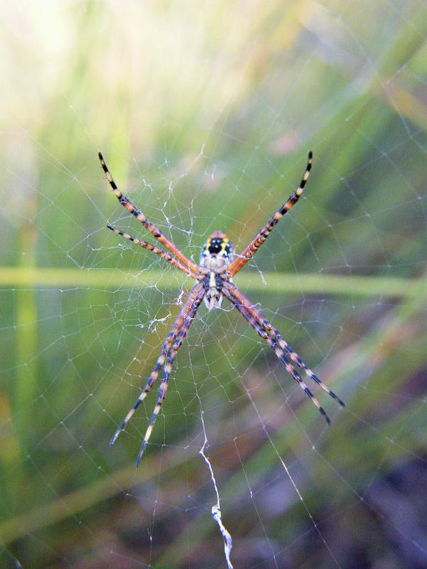 Argiope_ZZXYX_D5973_Z_75_Home Wendy Eiby_Australie.jpg